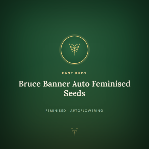 Bruce Banner Auto Feminised Seeds Bruce Banner Auto Feminised Seeds