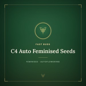 C4 Auto Feminised Seeds C4 Auto Feminised Seeds