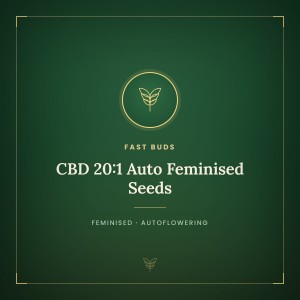 CBD 20:1 Auto Feminised Seeds CBD 20:1 Auto Feminised Seeds