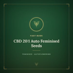 CBD 20:1 Auto Feminised Seeds CBD 20:1 Auto Feminised Seeds
