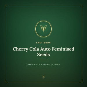 Cherry Cola Auto Feminised Seeds