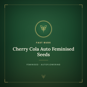 Cherry Cola Auto Feminised Seeds Cherry Cola Auto Feminised Seeds