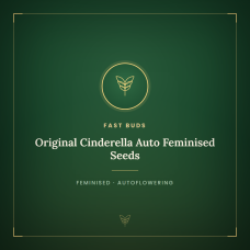 Original Cinderella Auto Feminised Seeds Original Cinderella Auto Feminised Seeds