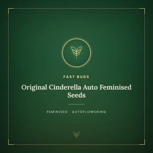 Original Cinderella Auto Feminised Seeds