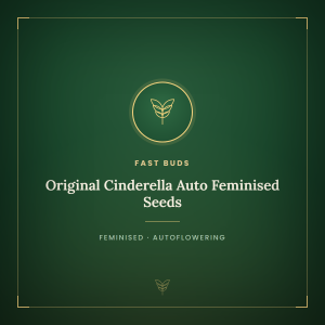Original Cinderella Auto Feminised Seeds Original Cinderella Auto Feminised Seeds