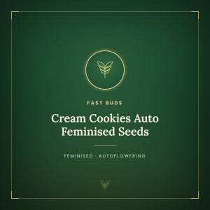 Cream Cookies Auto Feminised Seeds