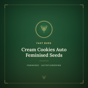 Cream Cookies Auto Feminised Seeds Cream Cookies Auto Feminised Seeds