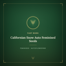 Californian Snow Auto Feminised Seeds Californian Snow Auto Feminised Seeds