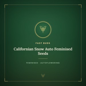 Californian Snow Auto Feminised Seeds Californian Snow Auto Feminised Seeds