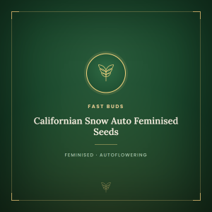 Californian Snow Auto Feminised Seeds