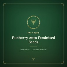 Fastberry Auto Feminised Seeds Fastberry Auto Feminised Seeds