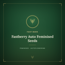 Fastberry Auto Feminised Seeds Fastberry Auto Feminised Seeds