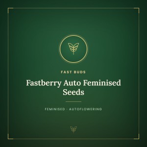 Fastberry Auto Feminised Seeds