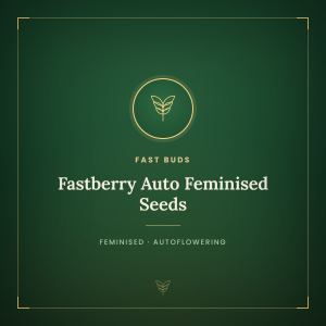 Fastberry Auto Feminised Seeds Fastberry Auto Feminised Seeds