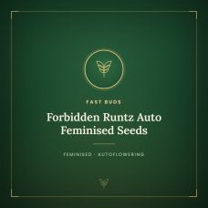 Forbidden Runtz Auto Feminised Seeds Forbidden Runtz Auto Feminised Seeds