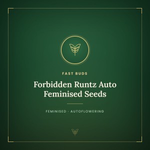 Forbidden Runtz Auto Feminised Seeds