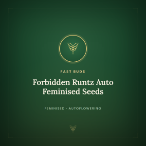 Forbidden Runtz Auto Feminised Seeds Forbidden Runtz Auto Feminised Seeds