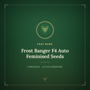 Frost Banger F4 Auto Feminised Seeds Frost Banger F4 Auto Feminised Seeds