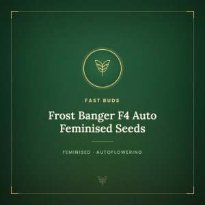 Frost Banger F4 Auto Feminised Seeds Frost Banger F4 Auto Feminised Seeds