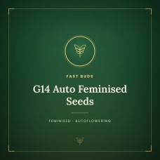G14 Auto Feminised Seeds G14 Auto Feminised Seeds