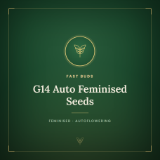 G14 Auto Feminised Seeds G14 Auto Feminised Seeds