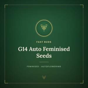 G14 Auto Feminised Seeds G14 Auto Feminised Seeds