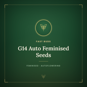 G14 Auto Feminised Seeds G14 Auto Feminised Seeds