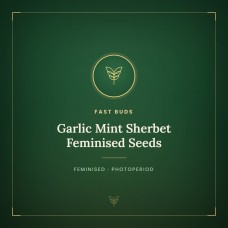 Garlic Mint Sherbet Feminised Seeds