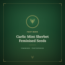 Garlic Mint Sherbet Feminised Seeds Garlic Mint Sherbet Feminised Seeds