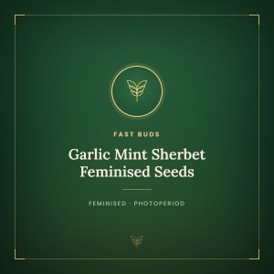 Garlic Mint Sherbet Feminised Seeds