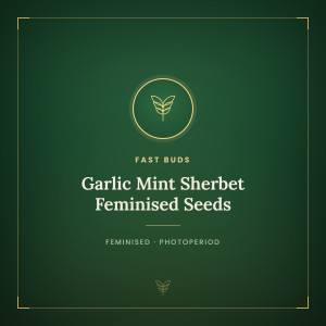 Garlic Mint Sherbet Feminised Seeds Garlic Mint Sherbet Feminised Seeds