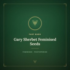 Gary Sherbet Feminised Seeds