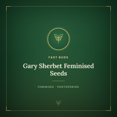 Gary Sherbet Feminised Seeds Gary Sherbet Feminised Seeds