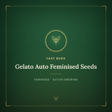 Gelato Auto Feminised Seeds Gelato Auto Feminised Seeds