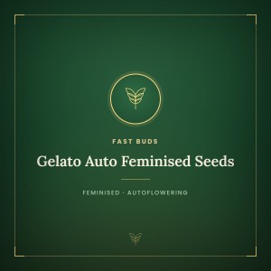 Gelato Auto Feminised Seeds