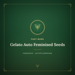 Gelato Auto Feminised Seeds Gelato Auto Feminised Seeds