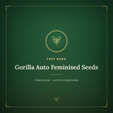 Gorilla Auto Feminised Seeds Gorilla Auto Feminised Seeds