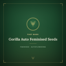 Gorilla Auto Feminised Seeds Gorilla Auto Feminised Seeds