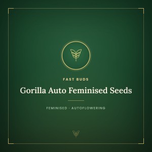 Gorilla Auto Feminised Seeds Gorilla Auto Feminised Seeds