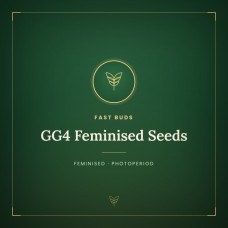 GG4 Feminised Seeds GG4 Feminised Seeds
