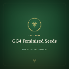GG4 Feminised Seeds GG4 Feminised Seeds