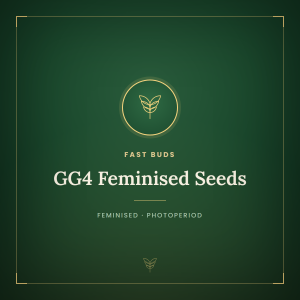 GG4 Feminised Seeds GG4 Feminised Seeds