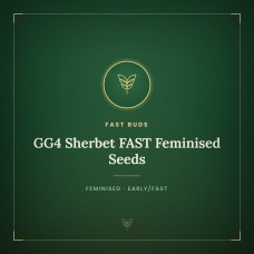 GG4 Sherbet FAST Feminised Seeds GG4 Sherbet FAST Feminised Seeds