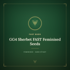 GG4 Sherbet FAST Feminised Seeds GG4 Sherbet FAST Feminised Seeds