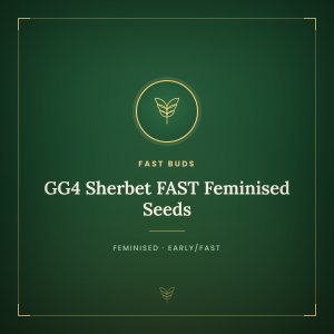 GG4 Sherbet FAST Feminised Seeds GG4 Sherbet FAST Feminised Seeds