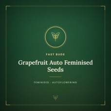 Grapefruit Auto Feminised Seeds Grapefruit Auto Feminised Seeds