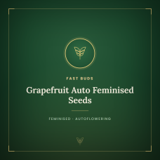 Grapefruit Auto Feminised Seeds Grapefruit Auto Feminised Seeds