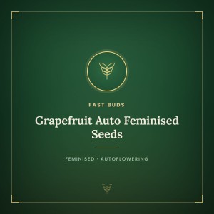 Grapefruit Auto Feminised Seeds Grapefruit Auto Feminised Seeds