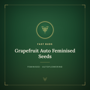 Grapefruit Auto Feminised Seeds Grapefruit Auto Feminised Seeds