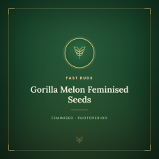 Gorilla Melon Feminised Seeds Gorilla Melon Feminised Seeds